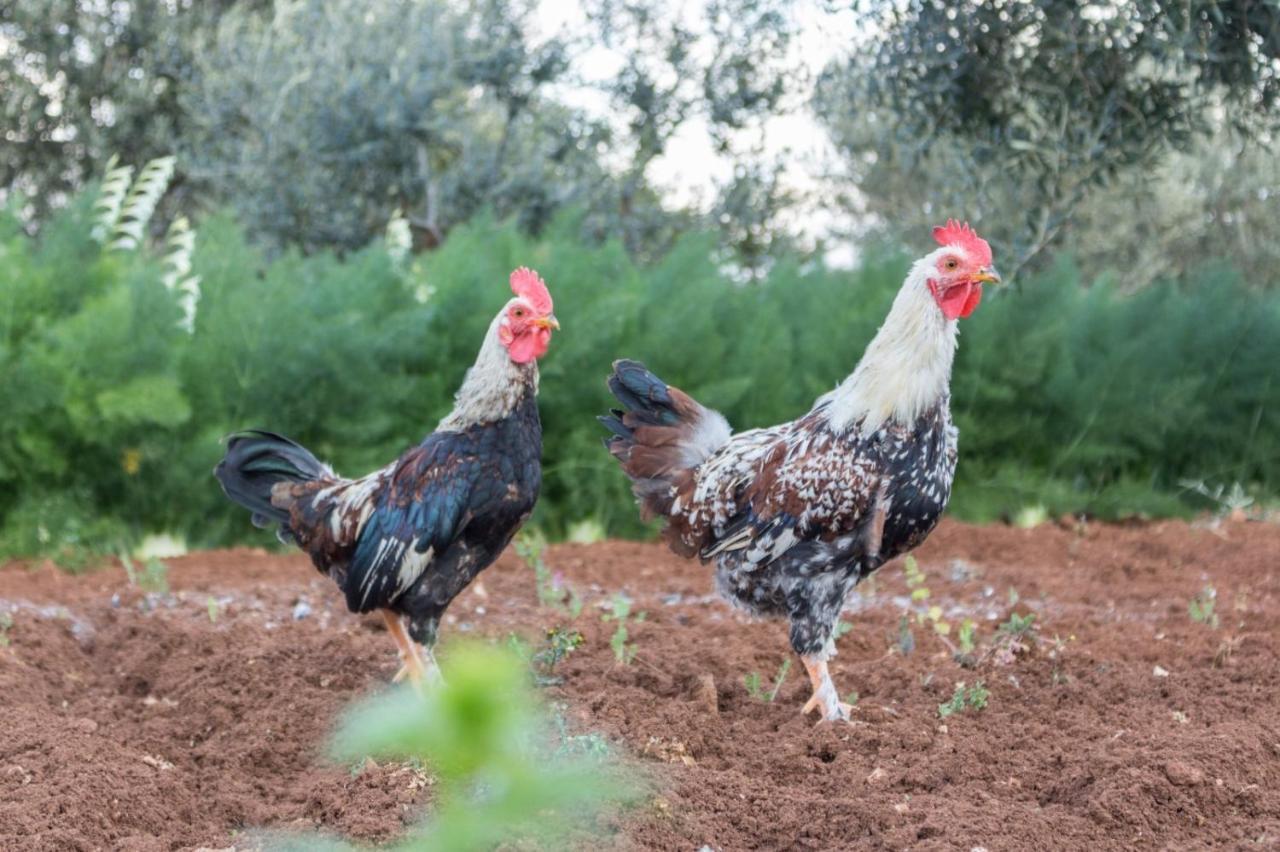 דירות מונופולי Paolottavia מראה חיצוני תמונה